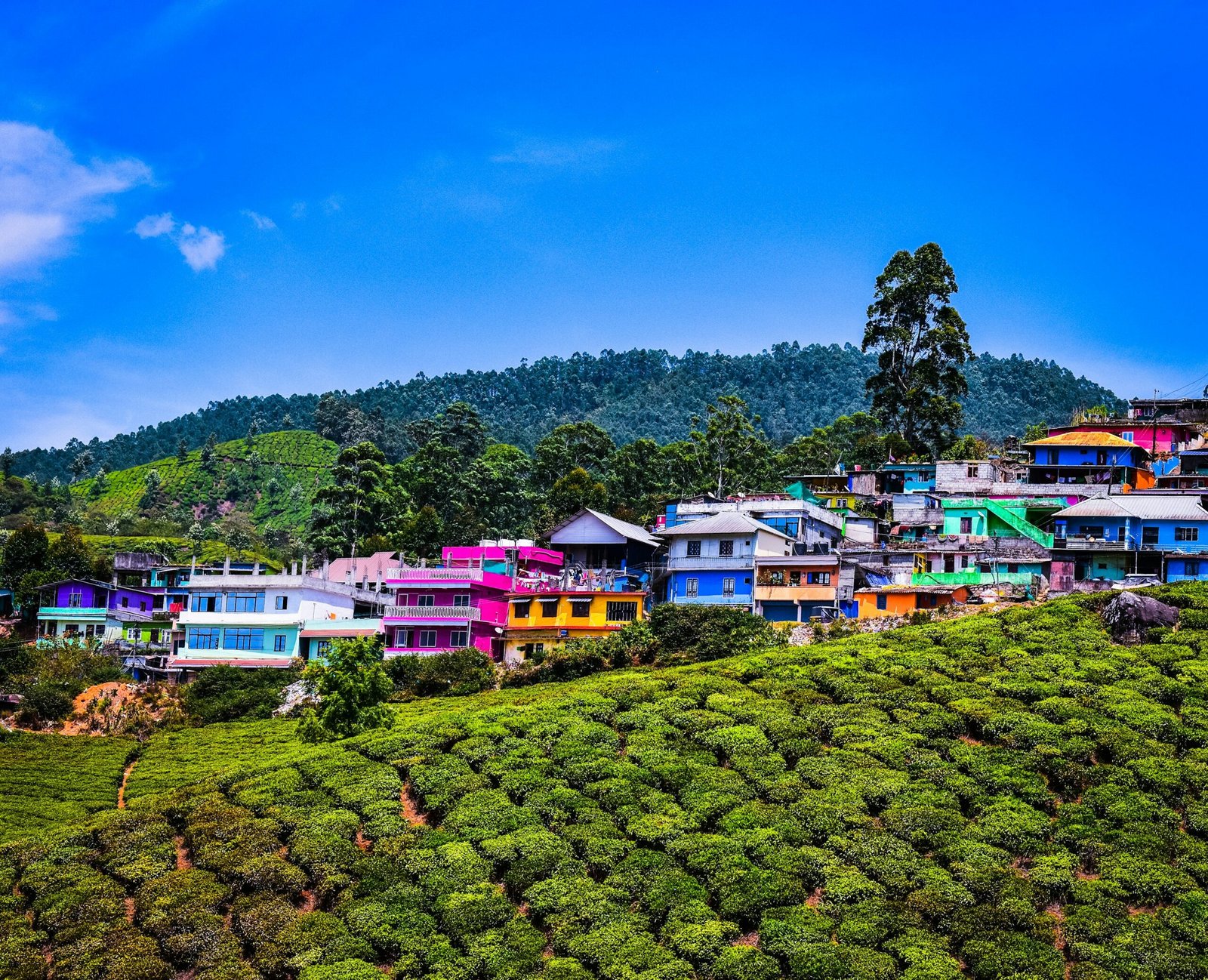 Places in Munnar for One Day Trip